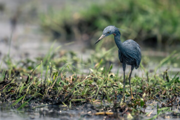 Black heron stands on grass in river