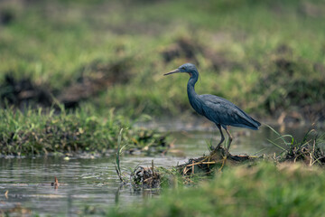 Black heron stands fishing on grassy riverbank