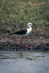 Black-winged stilt wades through river raising foot