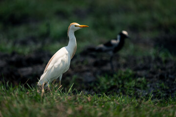 Fototapeta premium Cattle egret and blacksmith plover on riverbank