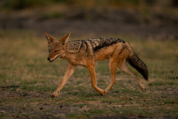 Black-backed jackal crosses short grass looking ahead