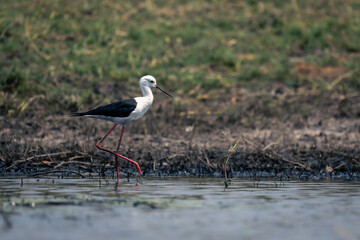 Black-winged stilt wades through river lifting foot