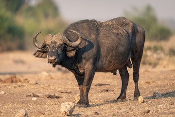 Cape buffalo stands among rocks watching camera