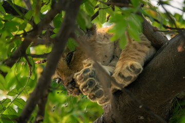 Carcase of lion cub lying in tree