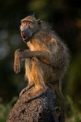 Chacma baboon on termite mound opens mouth