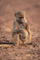 Chacma baboon sits with hand to mouth