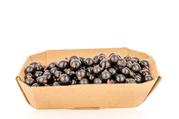 Several berries of sweet black currant in a paper plate, macro, isolated on white background.