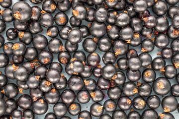 Several sweet blackcurrant berries, macro, top view.