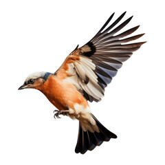 red backed shrike isolated on transparent background cutout