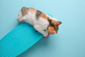 Little cute kitten rides on a penny board, blue background. Top view