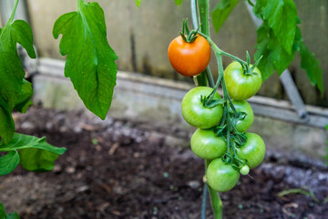 Rote und Grüne Tomaten am Strauch im Wachstum