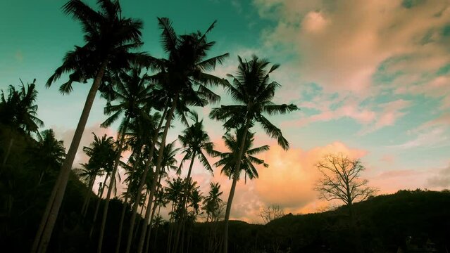 Silhouette of tall palm trees at sunset cloudy sky on Crystal Bay Beach Bali. Tropical landscape in Nusa Penida at dusk.