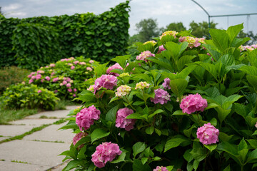 Fototapeta na wymiar Pink hydrangea in the summer garden.
