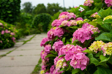 Pink hydrangea in the summer garden.