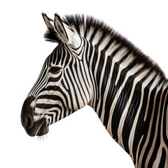 Fototapeta na wymiar zebra isolated on transparent background cutout