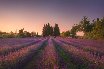 Fototapeta na wymiar Lavender field and cypress trees. San Guido, Bolgheri, Tuscany, Italy
