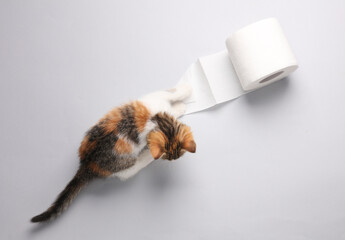 Cute little kitten plays with roll of toilet paper on gray background. Top view