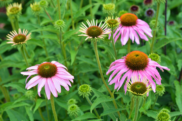 A pink flowers with large petals - Echinacea , coneflower