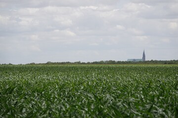 Fototapeta na wymiar Un champ de maïs en croissance en Beauce près de Chartres