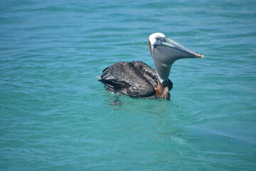 Pelican Swallowing a Fish While Floating in Water