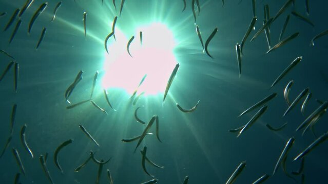 Upward underwater view of shoal of small fish swimming under surface of clear sea water with sun shining over seawater surface with sunbeams. Slow-motion