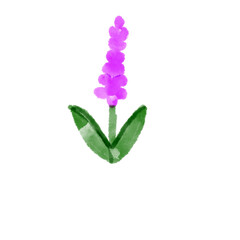 flowers isolated on white