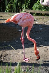 close-up shot of a pink flamingo standing on a sandy bottom looking for food with its head down