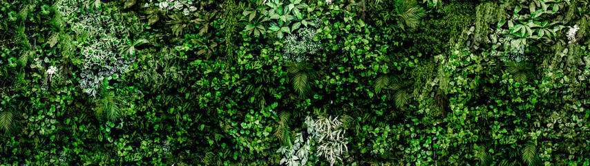 Herb wall, plant wall, natural green wallpaper and background. nature wall. Nature background of green forest 32:9