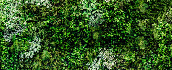 Herb wall, plant wall, natural green wallpaper and background. nature wall. Nature background of green forest - obrazy, fototapety, plakaty
