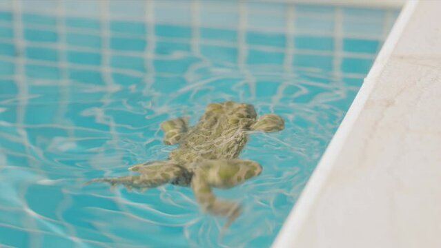 toad by a swimming pool
