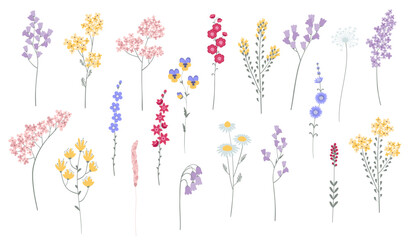 Wild flowers set. Collection of floral and botanical elements
