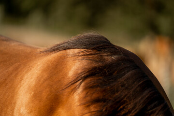 Brown horse wither with black mane in sun