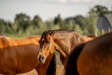 Grumpy brown horse in sun © PIC by Femke