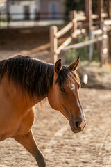 Horse living in a paddock paradise freedom portrait beautiful equine 