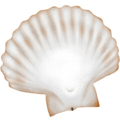 Scallop shell white
