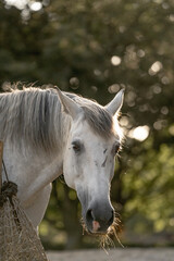 Beautiful grey horse mare standing with hay net eating in paddock paradise with sunset backlight light