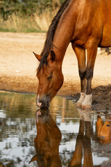 Obraz premium Brown horse pony in paddock paradise with beautiful reflection in the pool 