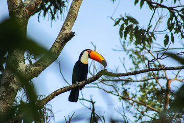 Tucano em galho de árvore