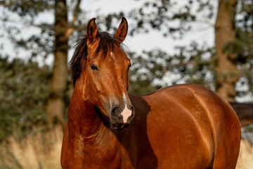 Obraz premium Beautiful brown new forest gelding young horse