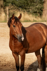 Beautiful brown new forest gelding young horse