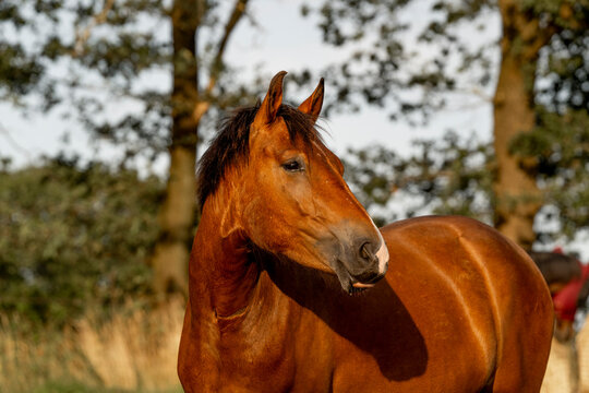Beautiful brown new forest gelding young horse