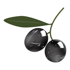 Olive branch color vector drawing.
