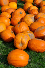 Pumpkins For Halloween Decoration Purposes On Display In Fall