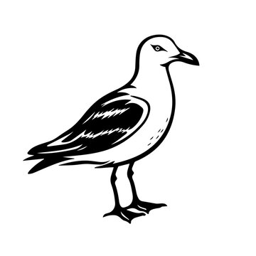black and white seagull standing profile clip art preview