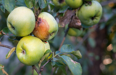Rotten and healthy apples on a branch