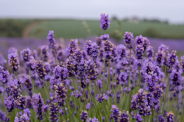Cornish lavender fields England uk 