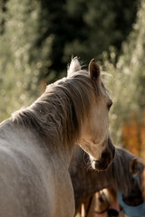 Horse living in a paddock paradise freedom portrait beautiful equine 