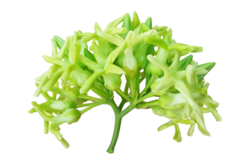 Tonkin Creeper Flower