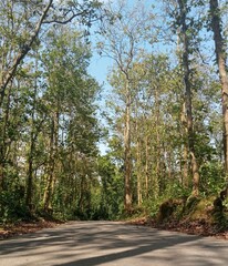 road in the forest