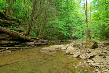 Naklejka na ściany i meble Tranquil creek in the forest